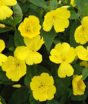 Oenothera frut. 'Camel'