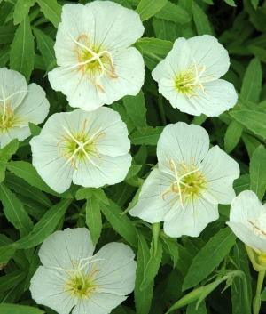 Oenothera speciosa 'Alba'