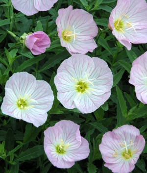 Oenothera 'Siskyou'