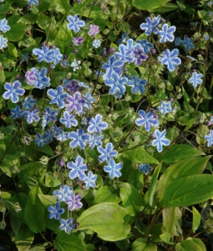 Omphalodes cap. 'Starry Eyes' ®