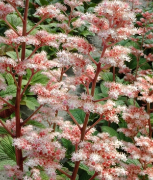 Rodgersia 'Die Stoltze'