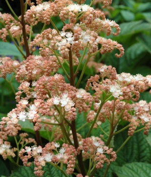 Rodgersia pinnata 'Alba'