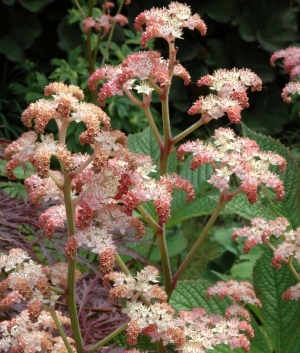 Rodgersia pinnata 'Elegans'