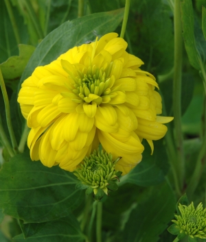 Rudbeckia laciniata 'Goldquelle'