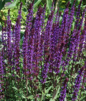 Salvia nemorosa 'Caradonna'