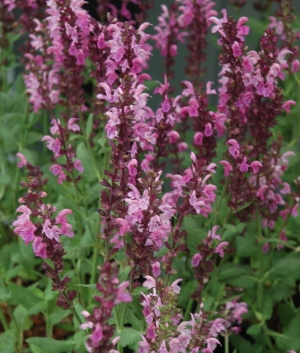 Salvia nemorosa 'Rose Queen'