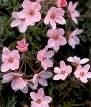 Erodium absinthoïdes 'Amanum'