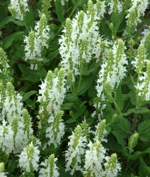 Salvia nemorosa 'Schneehügel'