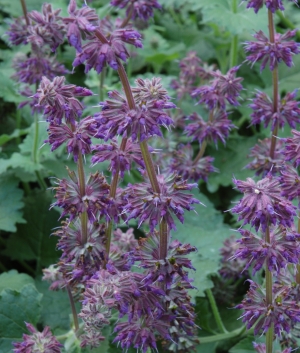 Salvia verticilata 'Purple Rain'