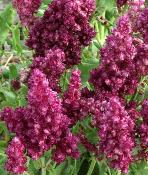 Salvia plumosa