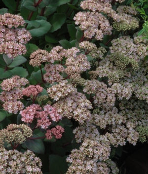 Sedum 'Matrona'