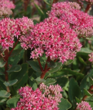 Sedum 'Carl'