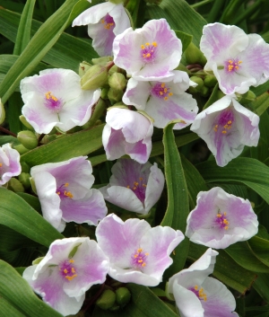 Tradescantia 'Bilberry Ice'