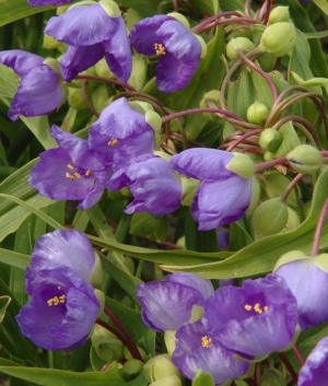 Tradescantia 'Blue Stone'