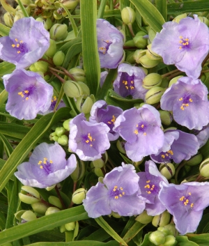 Tradescantia 'J.C.Weguelin'