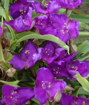 Tradescantia 'Leonora'