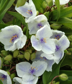 Tradescantia 'Osprey'