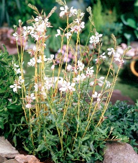 Gaura lind. 'Madonna' ®