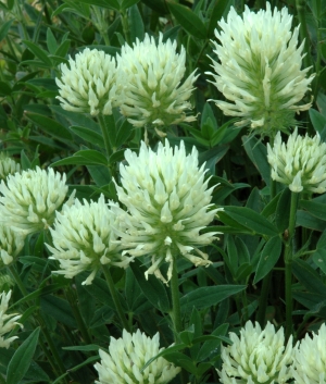 Trifolium ochroleucon