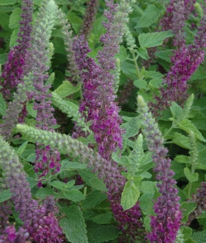 Teucrium hirc. 'Paradise Delight'