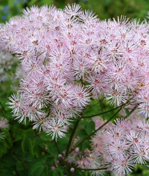 Thalictrum aquilegifolium