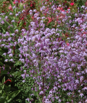 Thalictrum delavayi