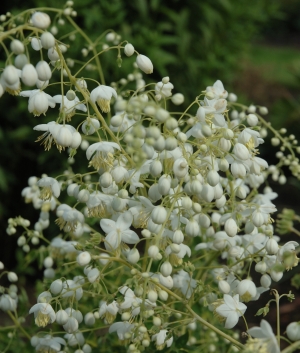 Thalictrum delavayi 'Album'