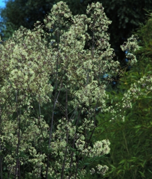 Thalictrum 'Elin'