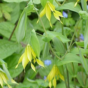 Uvalaria grandiflora