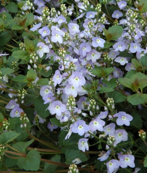 Veronica 'Madame Mercier'