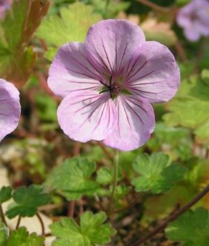 Geranium 'Joy'