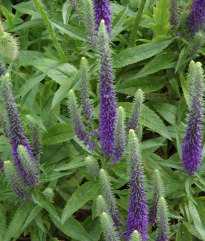 Veronica spicata 'Blue Candles'