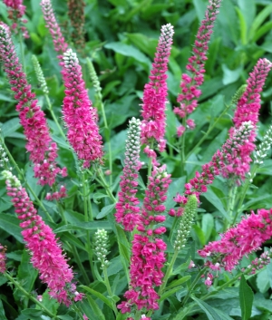 Veronica spicata 'Rotfuchs'