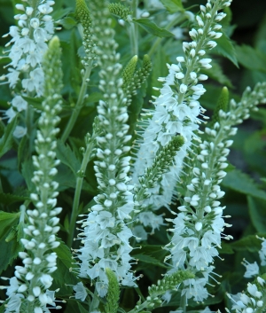 Veronica spicata 'Icicle'