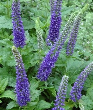 Veronica 'Sunny Border Blue'