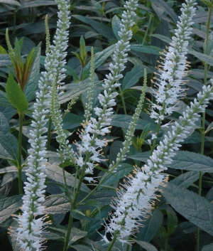 Veronicastrum virginica 'Alba'