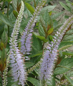 Veronicastrum virginica 'Lavendelturm'