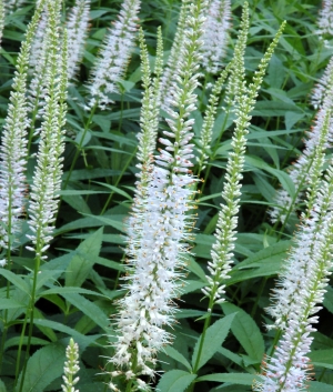 Veronicastrum virginica 'Pink Glow'