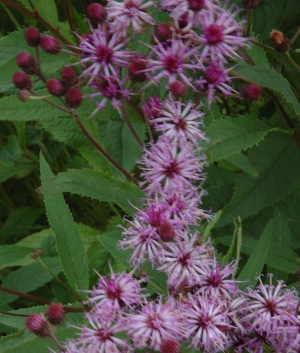 Vernonia noveb. 'Crinita'