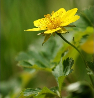 Waldsteinia ternata