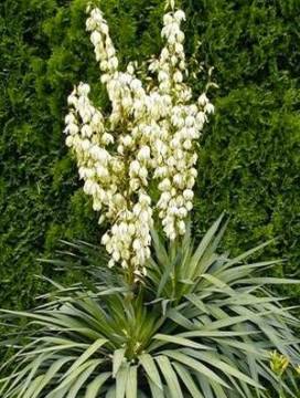 Yucca filamentosa