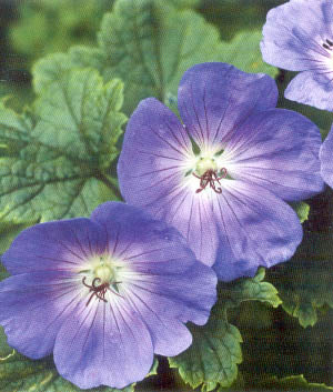 Geranium 'Rozanne' ®