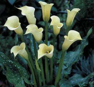 Zantedeschia 'Black Eyed Beauty'