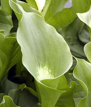 Zantedeschia 'Green Goddes'