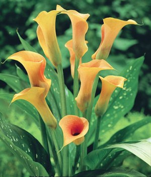 Zantedeschia 'Sensation'