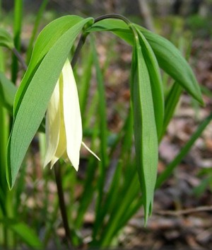 Uvalaria sessilifolia