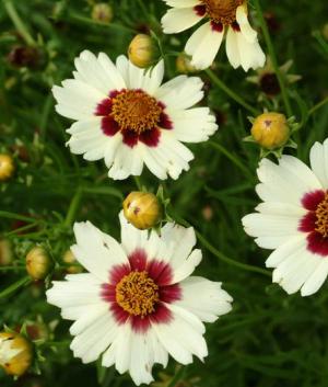 Coreopsis 'Snowberry' ®