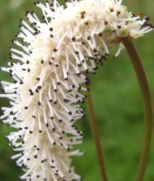 Sanguisorba tenuifolia 'Alba'