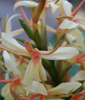 Hedychium densiflorum