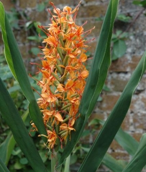 Hedychium coccineum